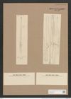 Synedra ulna var. longissima (W. Sm.) Brun. (de-Toni-Nr.: Genus 66, Species 2584) Zeichnungen Sammlung Grunow Nr. 5208 (NHMW-BOT-W0373574)